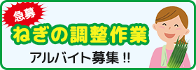 急募！！ねぎの調整作業アルバイト募集！！