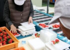 イチゴ生産者の労働力軽減