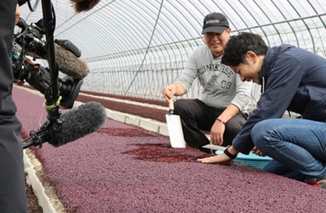 紅たで部会がテレビ取材でおいしい食べ方や魅力をPR
